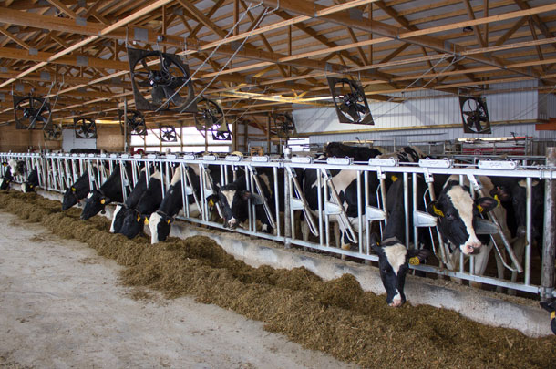 dairy cow barn
