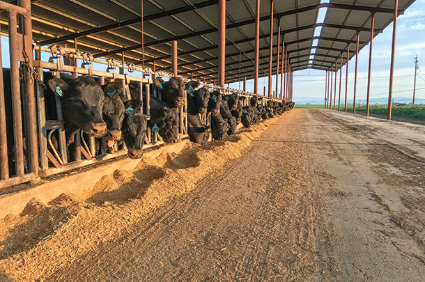 The Lopes family raises and markets approximately 2,500 head of Angus/Holstien cross calves a year