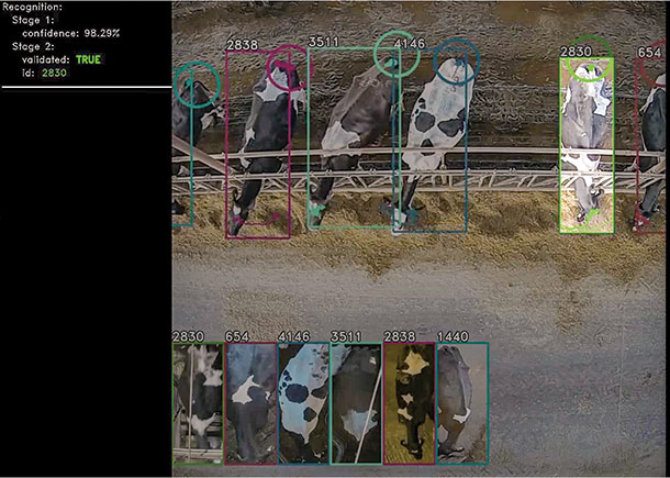 Cattle Care