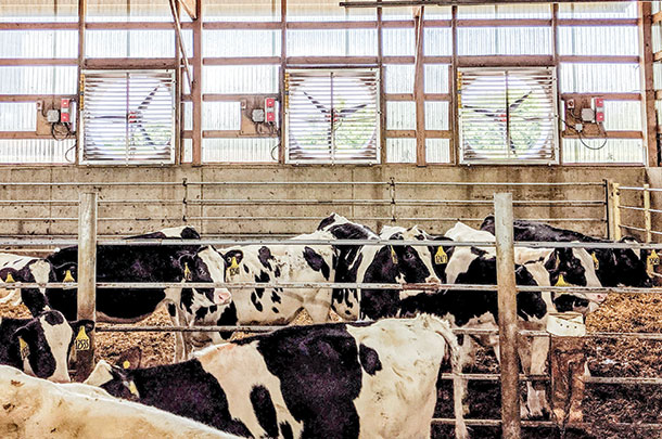 VES introduces DairyBOS