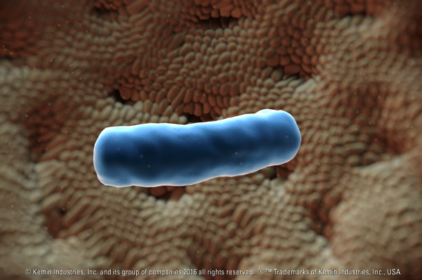 kemin in stomach 610x405