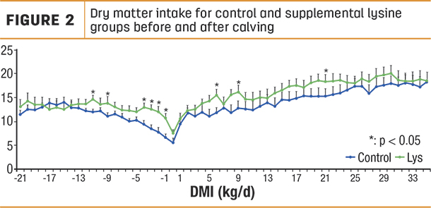 Dry matter intake for control and supplemental lysine groups before and after calving