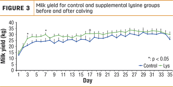 Milk yield for control and supplemental lysine groups before and after calving