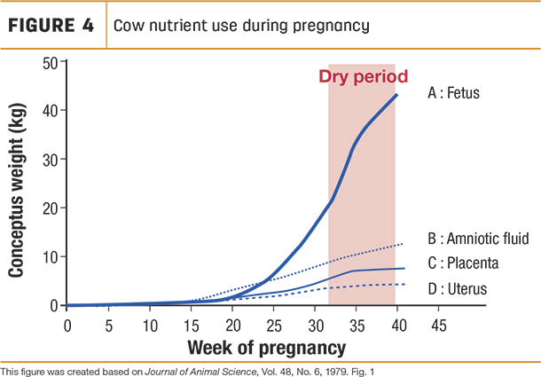 cow nutrient use during pregnancy
