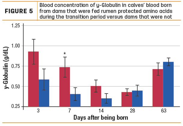 Blood concentration of y-Globulin in calves' blood orn from dams that were fed rumen-protected amino acids