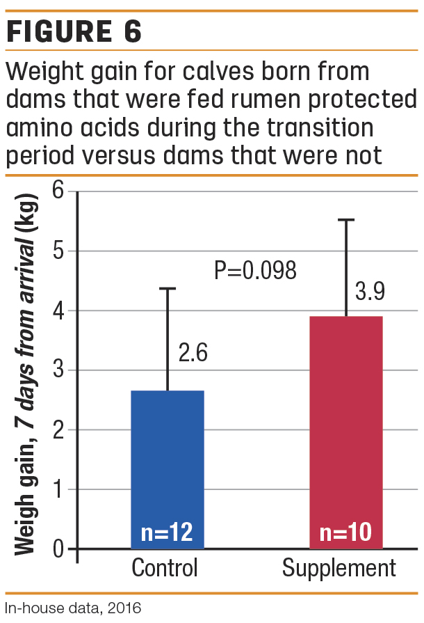 Weight gain for calves born from dams that were fed rumen-protected amino acids