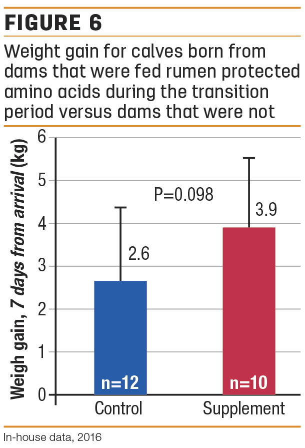 Weight gain for calves born from dams that were fed rumen-protected amino acids