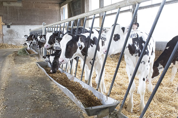 Heifers at the feed bunk