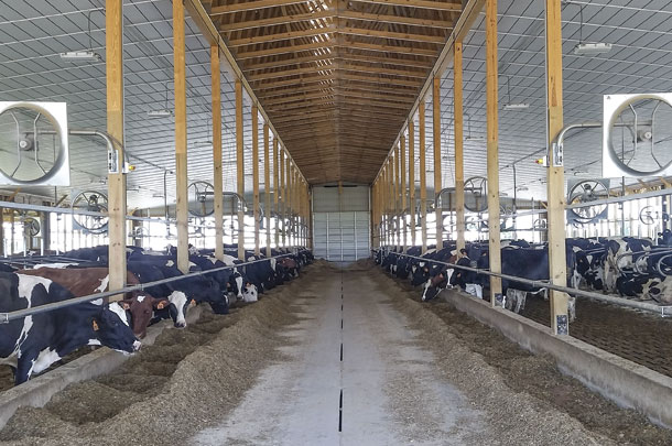 Newly built freestall barn houses the 280-cow herd