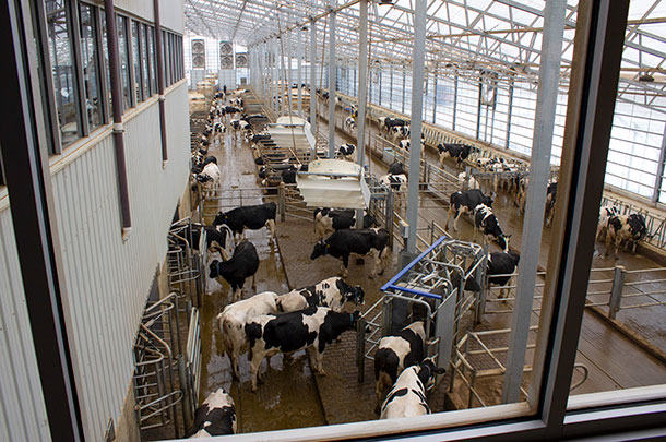 A view from above lets visitors see a pen full of cows and how they enter and exit the robot. The barn is designed with a milk-first traffic flow to minimize the number of fetch cows. Photo by Karen Lee.