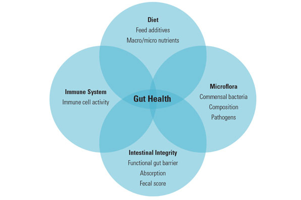 gut health components