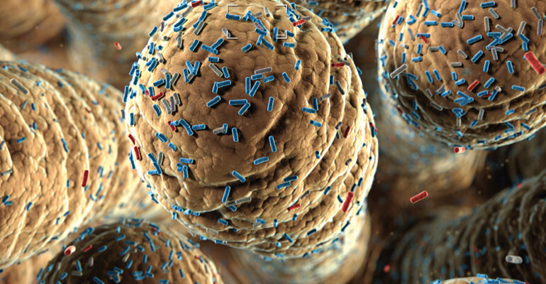 intestinal villi with microflora