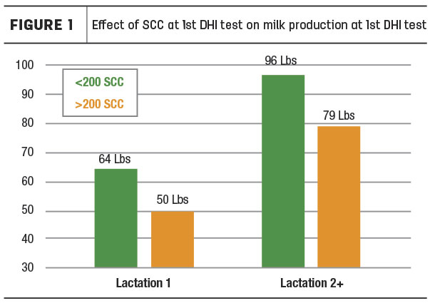 SCC effect on milk