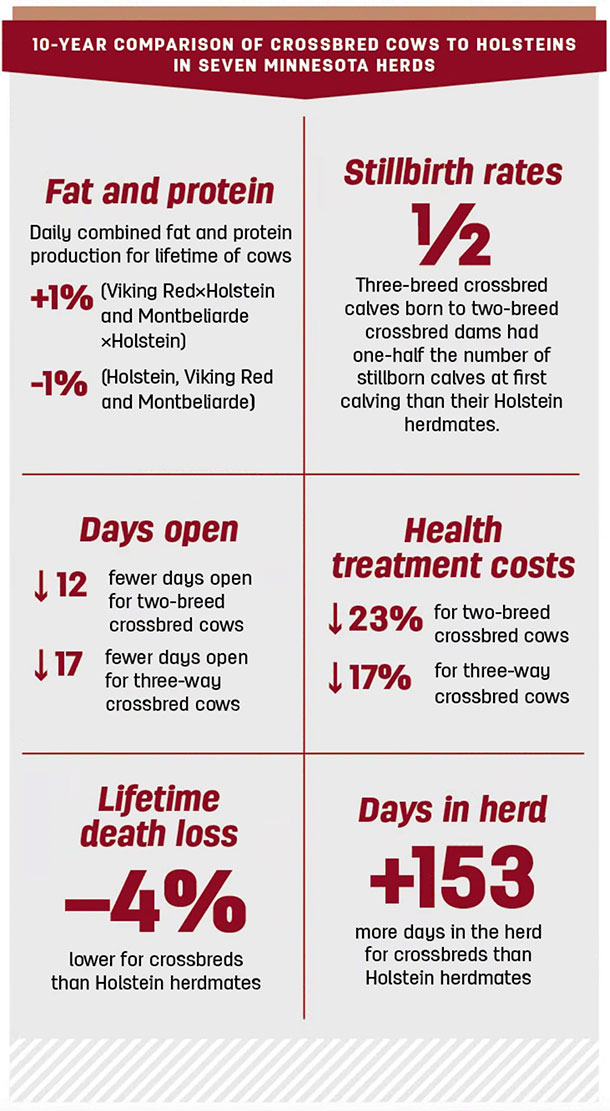 10-Year comparison of crossbred cows to holsteins in seven Minnesota herds