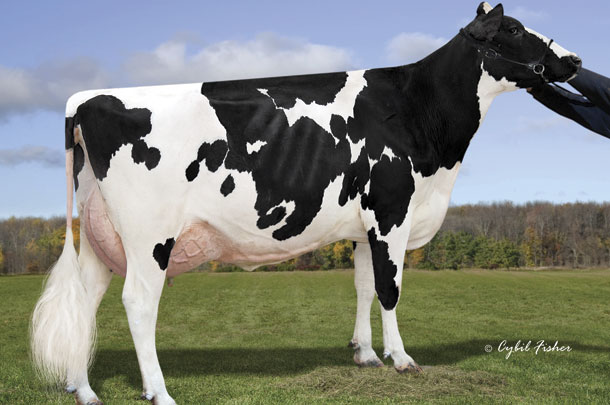 Synergy Delta Plymouth held her own as the number 20 GTPI cow in the breed last year
