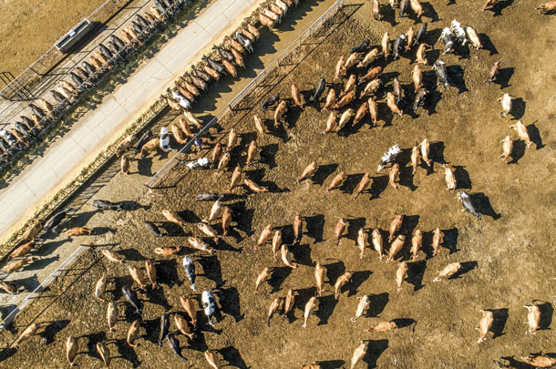 A drone photograph of a dairy in Oregon