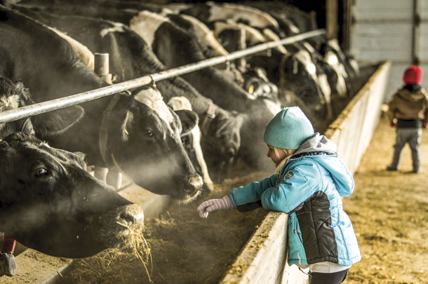 Farm firl talks to her family's Holsteins