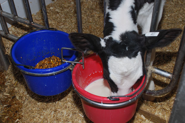 Starter intake should naturally increase leading up to the weaning process.