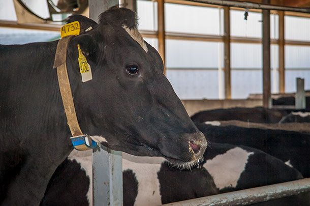 tobacco used for sick cattle diseases that can make people sick, and how to avoid them | UNL Beef Type ll (BVD). Straight Long Cut | Tobacco