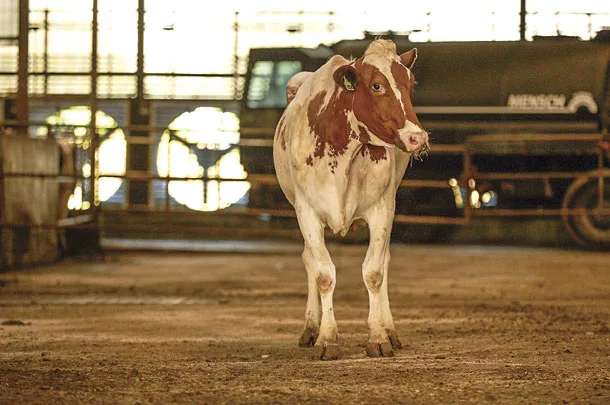 Cow image