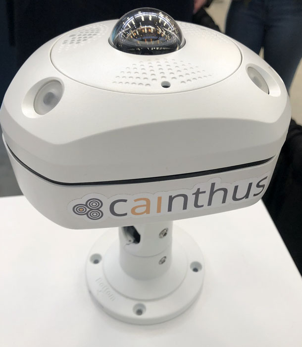 Cainthus camera