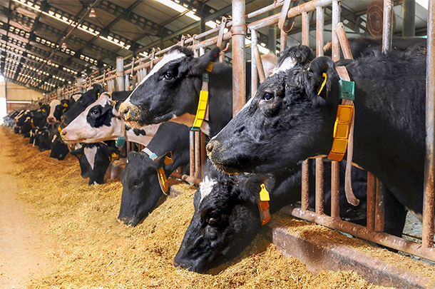Cows at the bunk