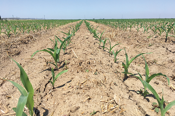 Corn planted in a field where manure and fresh water are pumped through a subsurface drip irrigation system