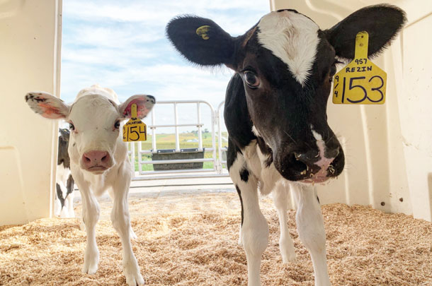 Pair-housed calves