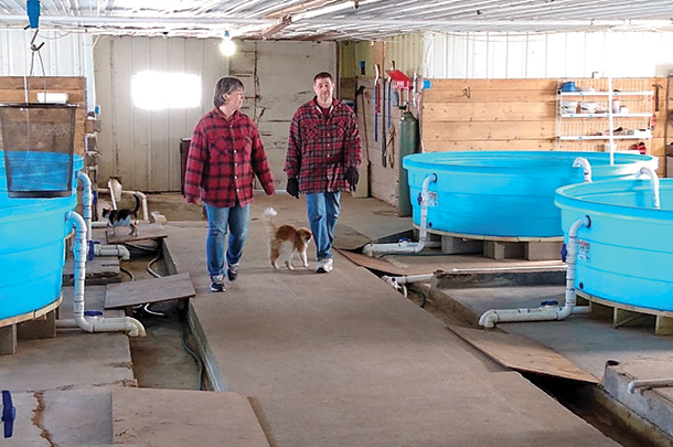 Dairy farms with enclosed facalities offer farmers the opportunity to raise perch indoors