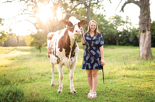 Heifer photo