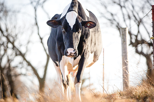 Holstein photo