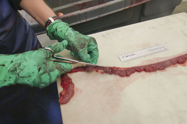 a surgical scissor or necropsy knife is used to open a loop of intnestine