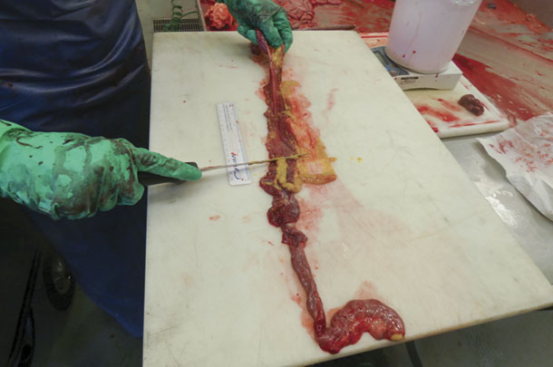 Once the intestinal lumen is open, ingestta is craped from the mucosal surface