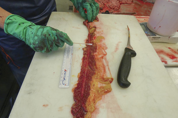 An 8 to 12 inch area of the intestinal mucosa is sqabbed to colect a representative sample