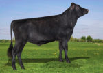1XD07097 LUMOS-UR is a Jersey-Holstein mixed breed bull