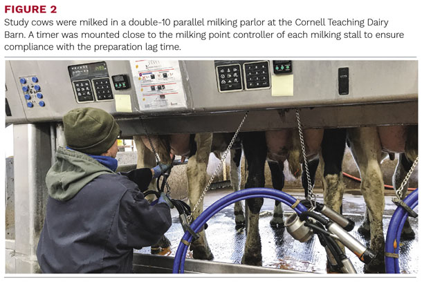 Study cows at the Cornell Teaching Dairy