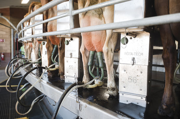 Milking