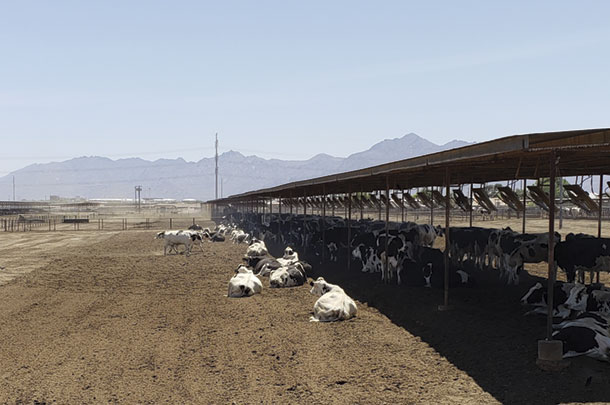 Shades should be managed to always have 4 to 6 inches of dry, soft bedding