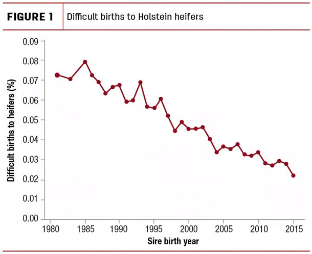 Difficult births to Holstein heifers