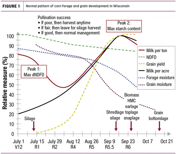 Normal pattern of corn forage and grain development in Wisconsin