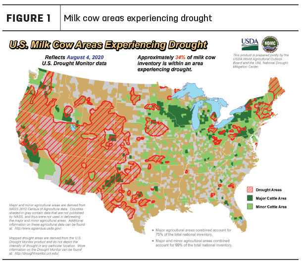 milk cow drought