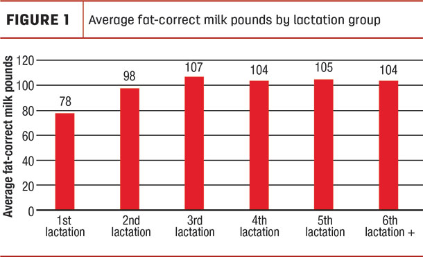 Average fat-correct milk pounds by lactation group