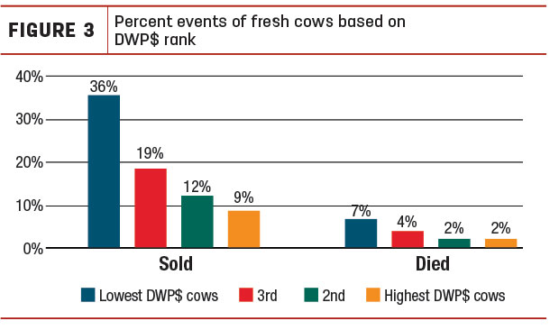 Percent events of fresh cows 