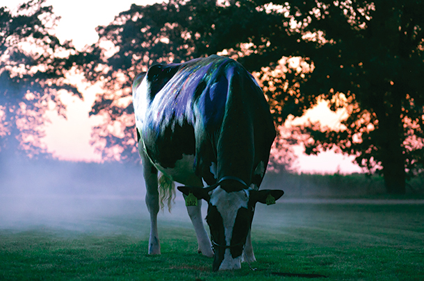 Photo of grazing cow
