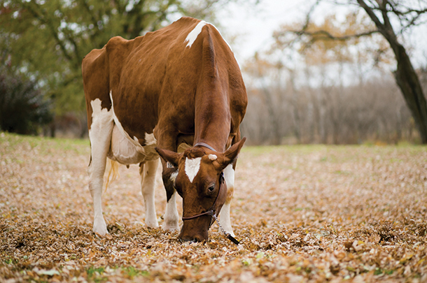 Grazing cow
