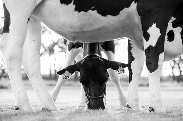Photo of cattle