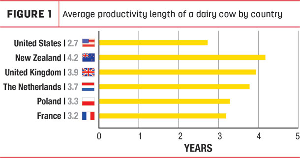 Average productivity length of a dairy cow by country