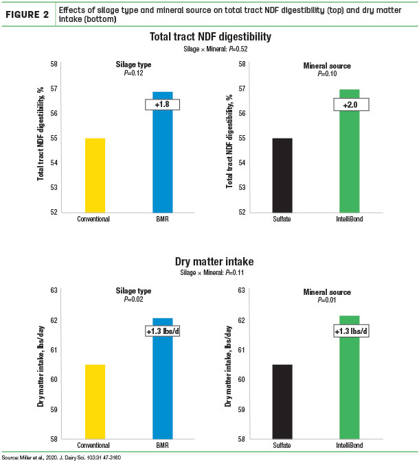 Effects of silage type and mineral source