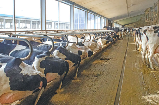 Barn walkways/travel lanes