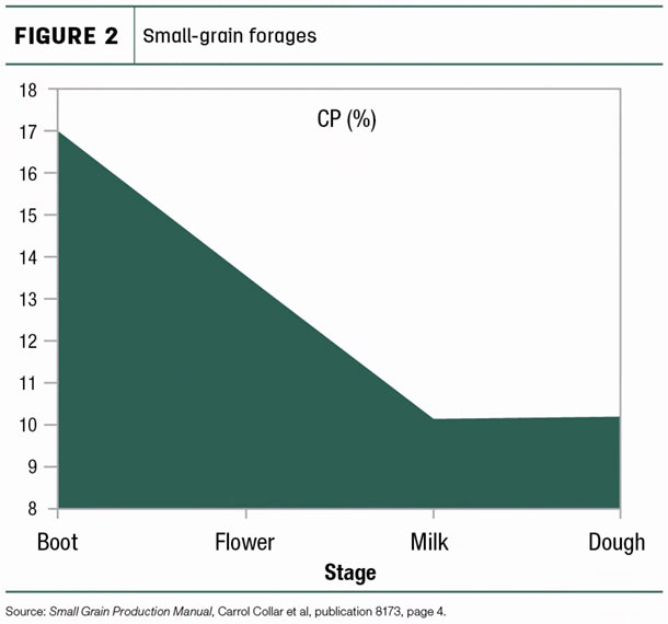 Small-grain forages